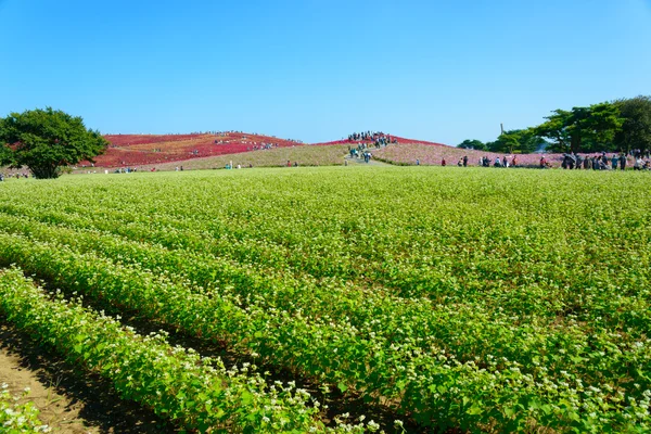 Autumn in Hitachi Seaside Park — Stock Photo, Image