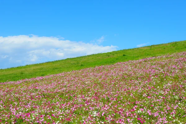 日立海浜公園の秋 — ストック写真