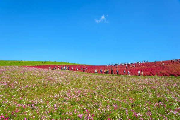 Outono em Hitachi Seaside Park — Fotografia de Stock