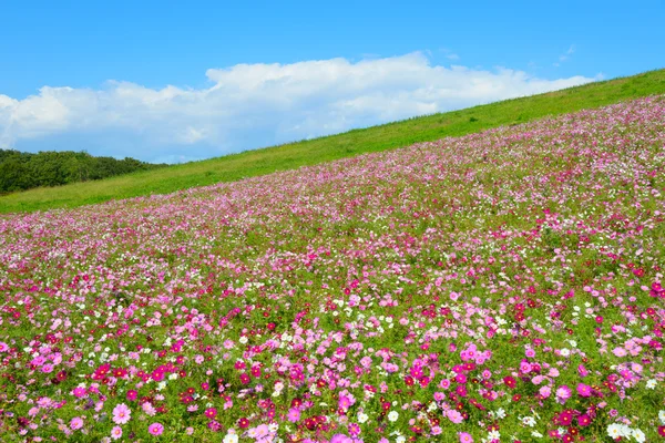 Outono em Hitachi Seaside Park — Fotografia de Stock