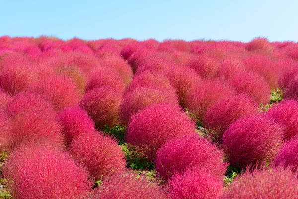 Outono em Hitachi Seaside Park — Fotografia de Stock