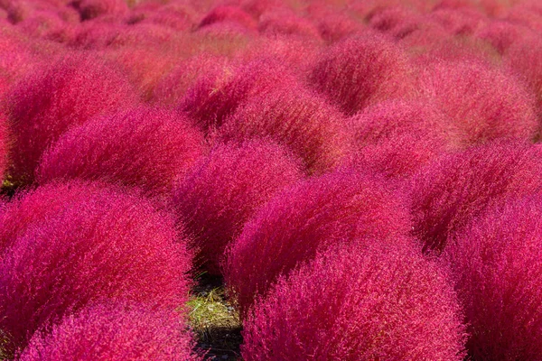 Autumn in Hitachi Seaside Park