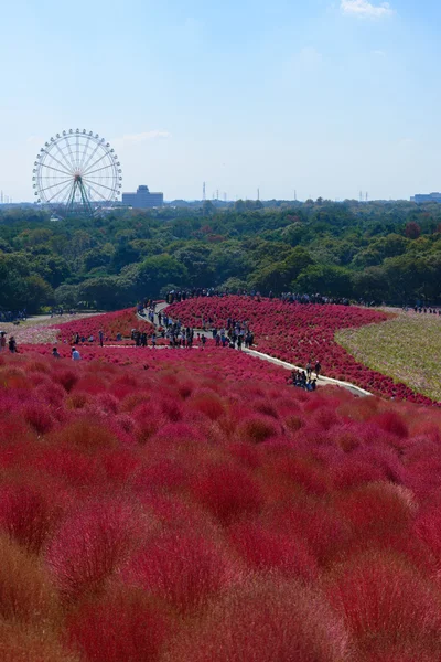 Hitachi Seaside Park sonbaharda
