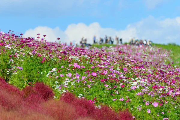 Outono em Hitachi Seaside Park — Fotografia de Stock