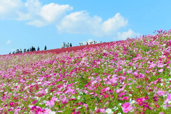 Autunno a Hitachi Seaside Park — Foto Stock