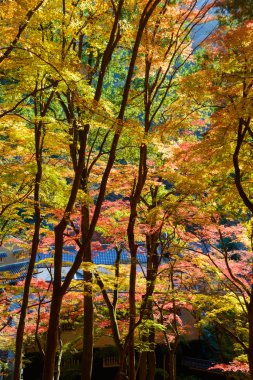 Sonbahar yaprakları Korankei, Aichi, Japonya