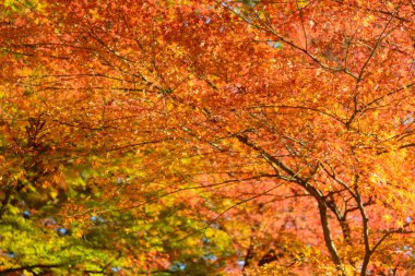 Sonbahar yaprakları Korankei, Aichi, Japonya