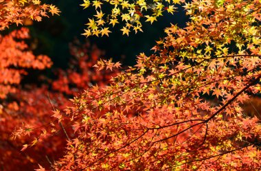 Sonbahar yaprakları Korankei, Aichi, Japonya