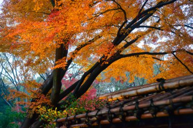 Rikugien Bahçe, Komagome, Tokyo sonbahar yaprakları