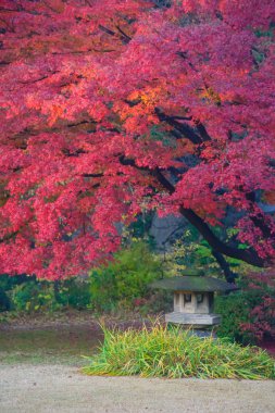 Rikugien Bahçe, Komagome, Tokyo sonbahar yaprakları
