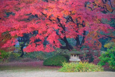 Rikugien Bahçe, Komagome, Tokyo sonbahar yaprakları