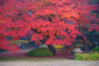 Rikugien Bahçe, Komagome, Tokyo sonbahar yaprakları