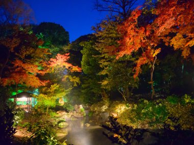 Rikugien Bahçe, Komagome, Tokyo sonbahar yaprakları
