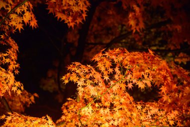 Rikugien Bahçe, Komagome, Tokyo sonbahar yaprakları
