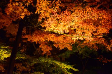 Rikugien Bahçe, Komagome, Tokyo sonbahar yaprakları