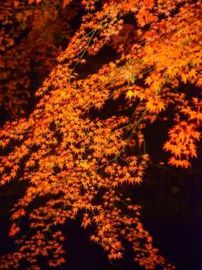 Rikugien Bahçe, Komagome, Tokyo sonbahar yaprakları