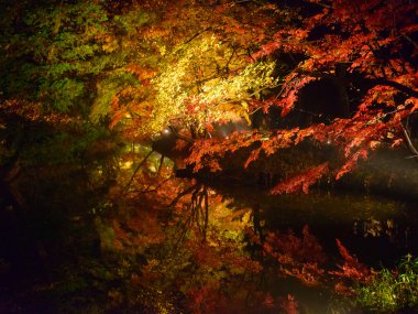 Rikugien Bahçe, Komagome, Tokyo sonbahar yaprakları