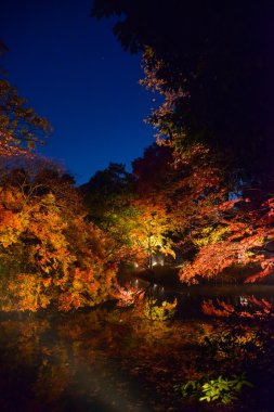 Rikugien Bahçe, Komagome, Tokyo sonbahar yaprakları