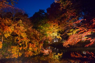 Rikugien Bahçe, Komagome, Tokyo sonbahar yaprakları