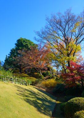 Kyu-Furukawa Gardens, Tokyo sonbahar yaprakları