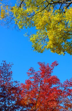 Kyu-Furukawa Gardens, Tokyo sonbahar yaprakları