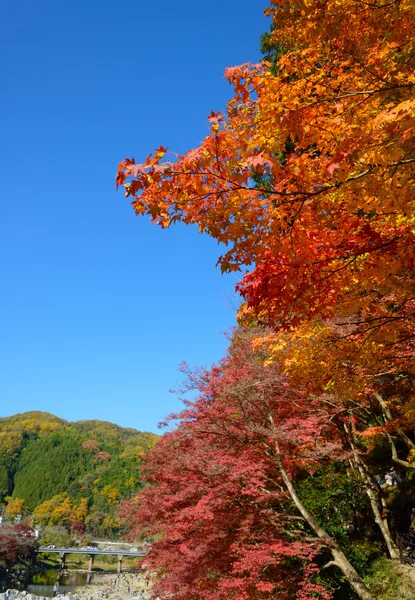 Follaje otoñal en Korankei, Aichi, Japón —  Fotos de Stock