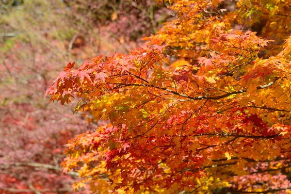 Autumn foliage in Korankei, Aichi, Japan — Stock Photo, Image