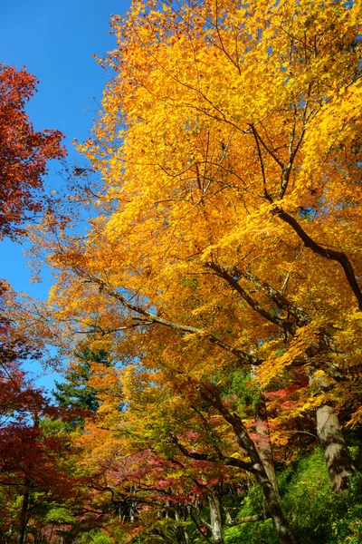 Follaje otoñal en Korankei, Aichi, Japón — Foto de Stock