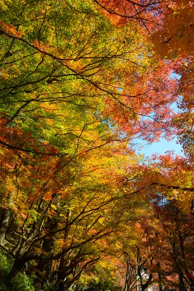 Folhagem de outono em Korankei, Aichi, Japão — Fotografia de Stock