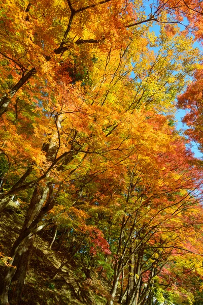 Sonbahar yaprakları Korankei, Aichi, Japonya — Stok fotoğraf