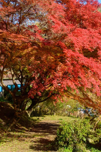 Autumn foliage in Korankei, Aichi, Japan — Stock Photo, Image