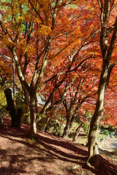 Herfst gebladerte in Korankei, Aichi, Japan — Stockfoto