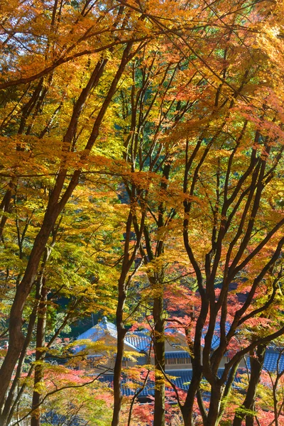 在 Korankei，日本爱知县的秋叶 — 图库照片