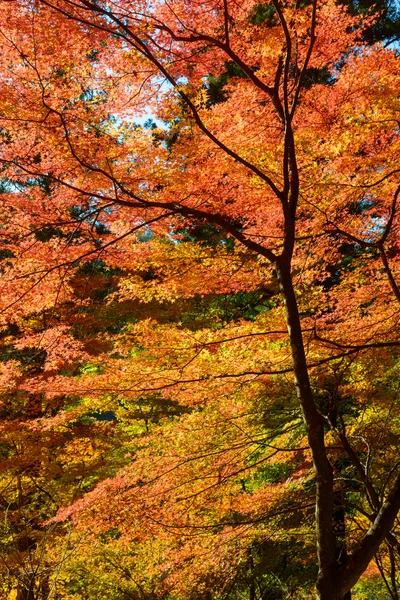 Herfst gebladerte in Korankei, Aichi, Japan — Stockfoto