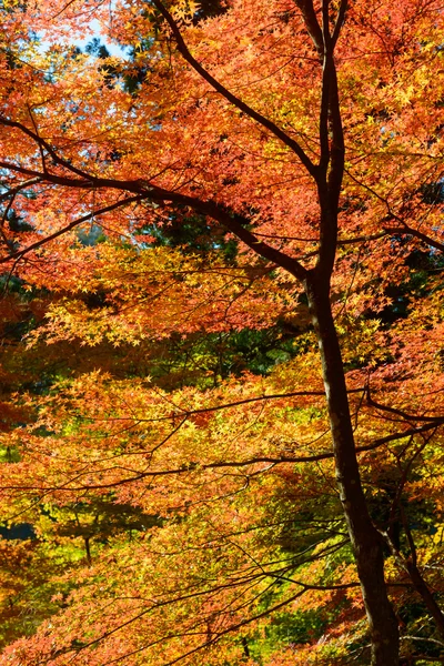 Autumn foliage in Korankei, Aichi, Japan — Stock Photo, Image