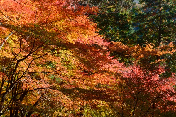 Осіннє листя в Korankei, АІТІ, Японія — стокове фото