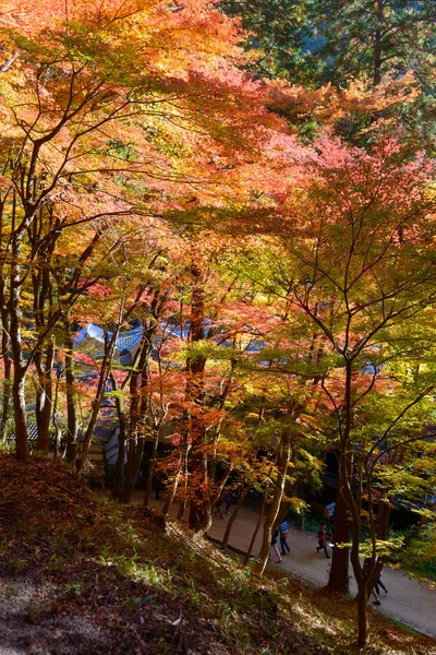 Höst lövverk i Korankei, Aichi, Japan — Stockfoto