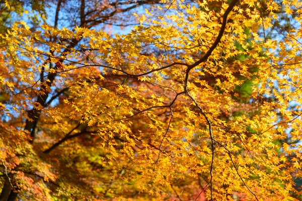 Őszi lombozat, Korankei, Aichi, Japán — Stock Fotó