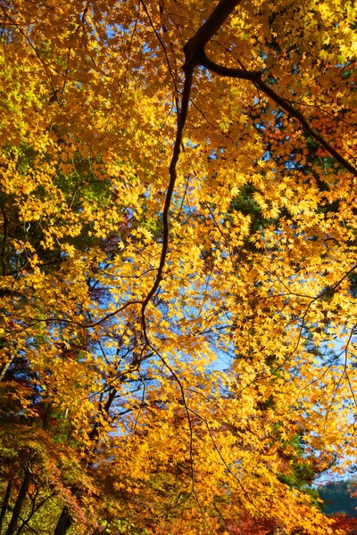 Folhagem de outono em Korankei, Aichi, Japão — Fotografia de Stock