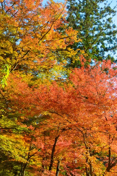 Follaje otoñal en Korankei, Aichi, Japón — Foto de Stock