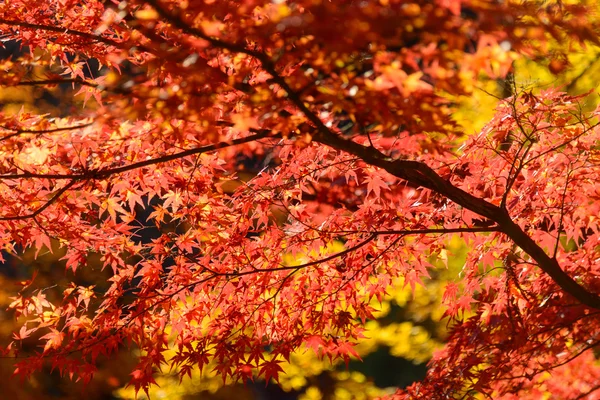 Fogliame autunnale a Korankei, Aichi, Giappone — Foto Stock