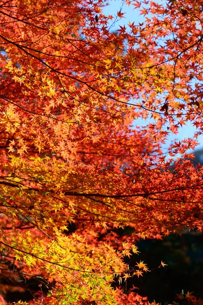 Feuillage d'automne en Corankei, Aichi, Japon — Photo