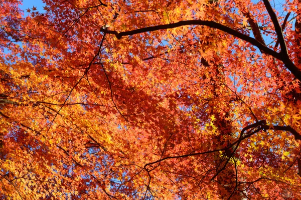 Autumn foliage in Korankei, Aichi, Japan — Stock Photo, Image