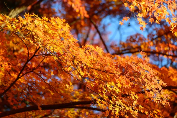 Fogliame autunnale a Korankei, Aichi, Giappone — Foto Stock