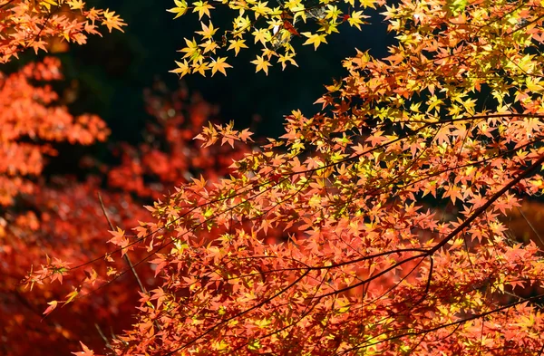 Sonbahar yaprakları Korankei, Aichi, Japonya — Stok fotoğraf