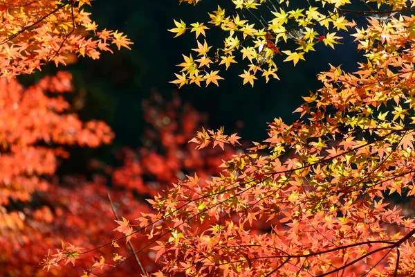 Feuillage d'automne en Corankei, Aichi, Japon — Photo