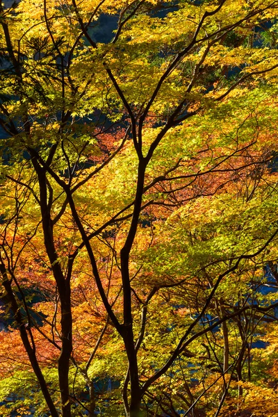 Осенняя листва в Korankei, Aichi, Japan — стоковое фото