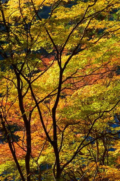 Autumn foliage in Korankei, Aichi, Japan — Stock Photo, Image