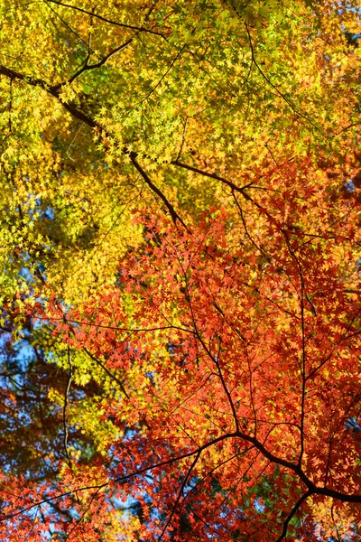 Fogliame autunnale a Korankei, Aichi, Giappone — Foto Stock