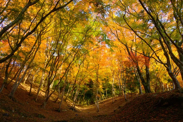 Follaje otoñal en Korankei, Aichi, Japón — Foto de Stock